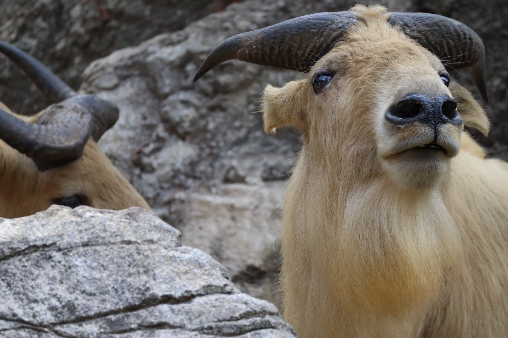 Subarctic Forest - Golden Takin