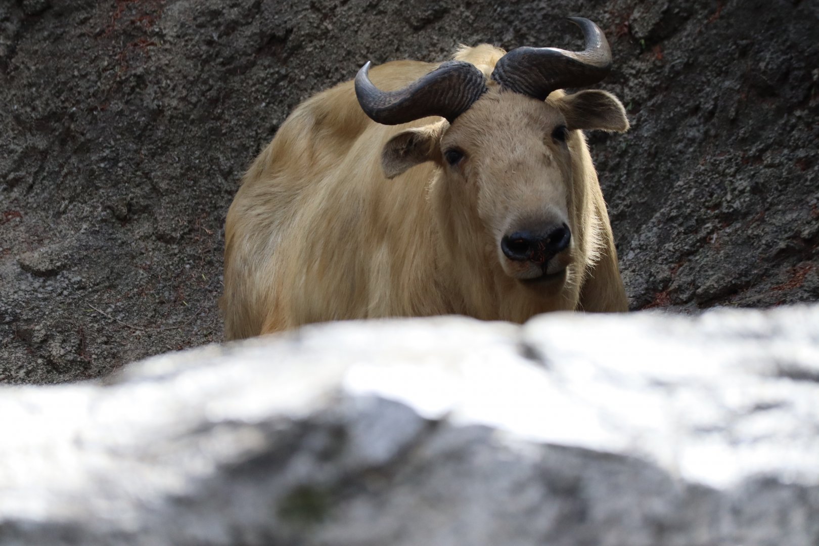 Subarctic Forest - Golden Takin
