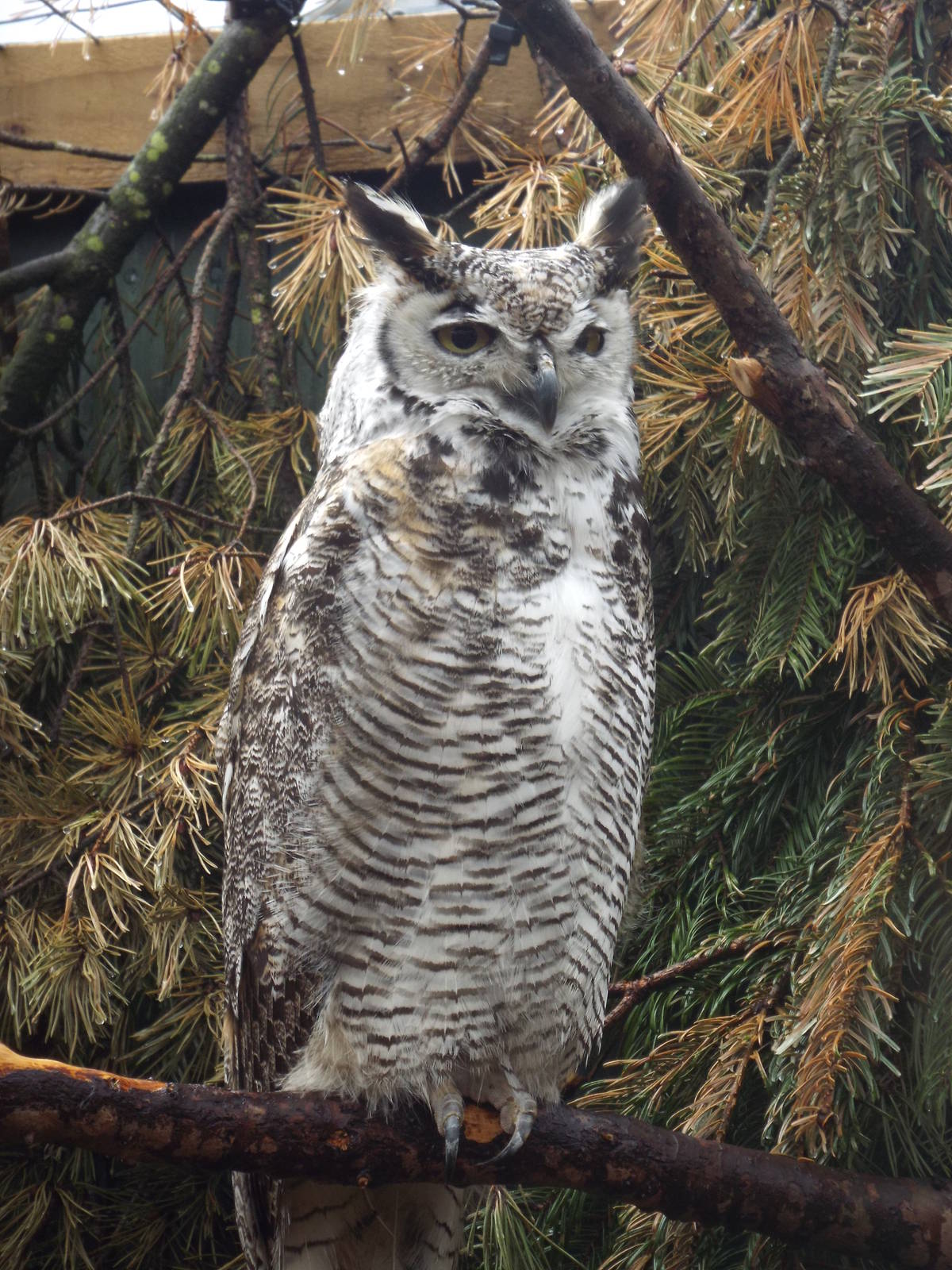 Subarctic Great Horned Owl (Bubo virginianus subarcticus) at Scottish Owl C