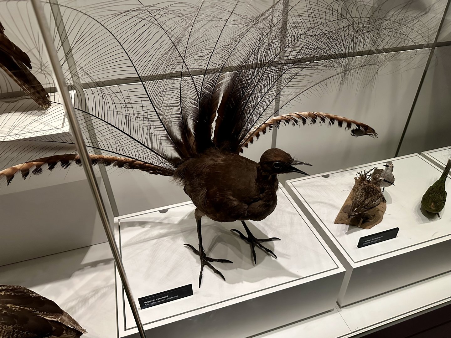 Suberb lyrebird (Menura novaehollandiae)