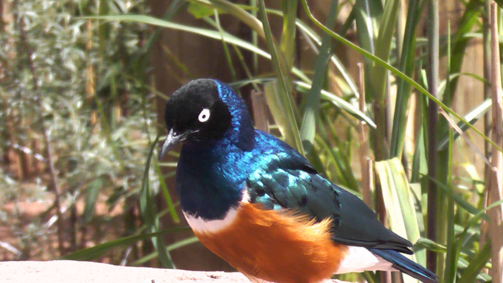 Suberb Starling 19.6.10