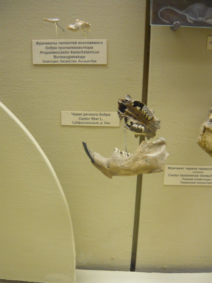 Subfossil Eurasian beaver skull and mandible, Propaleocastor kazachstanicus jaw fragments