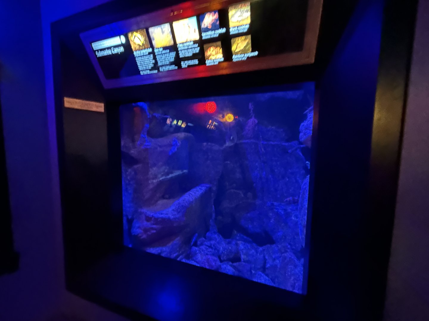 Submarine Canyon Tank