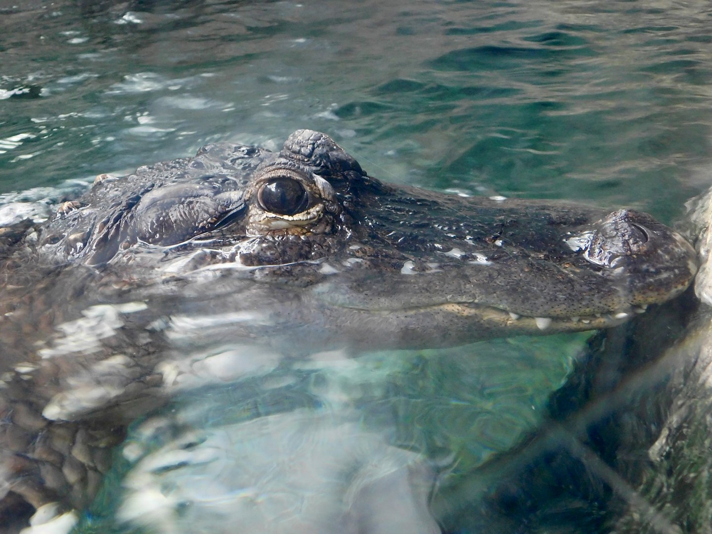 Submerged American Alligator (Alligator mississippiensis) August 2, 2025