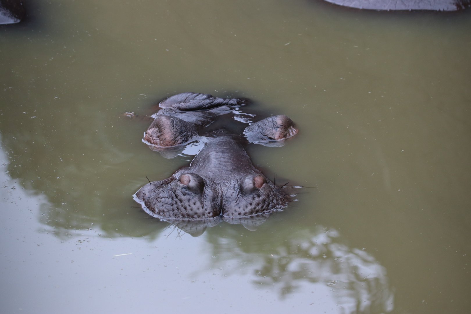 Submerged Hippos