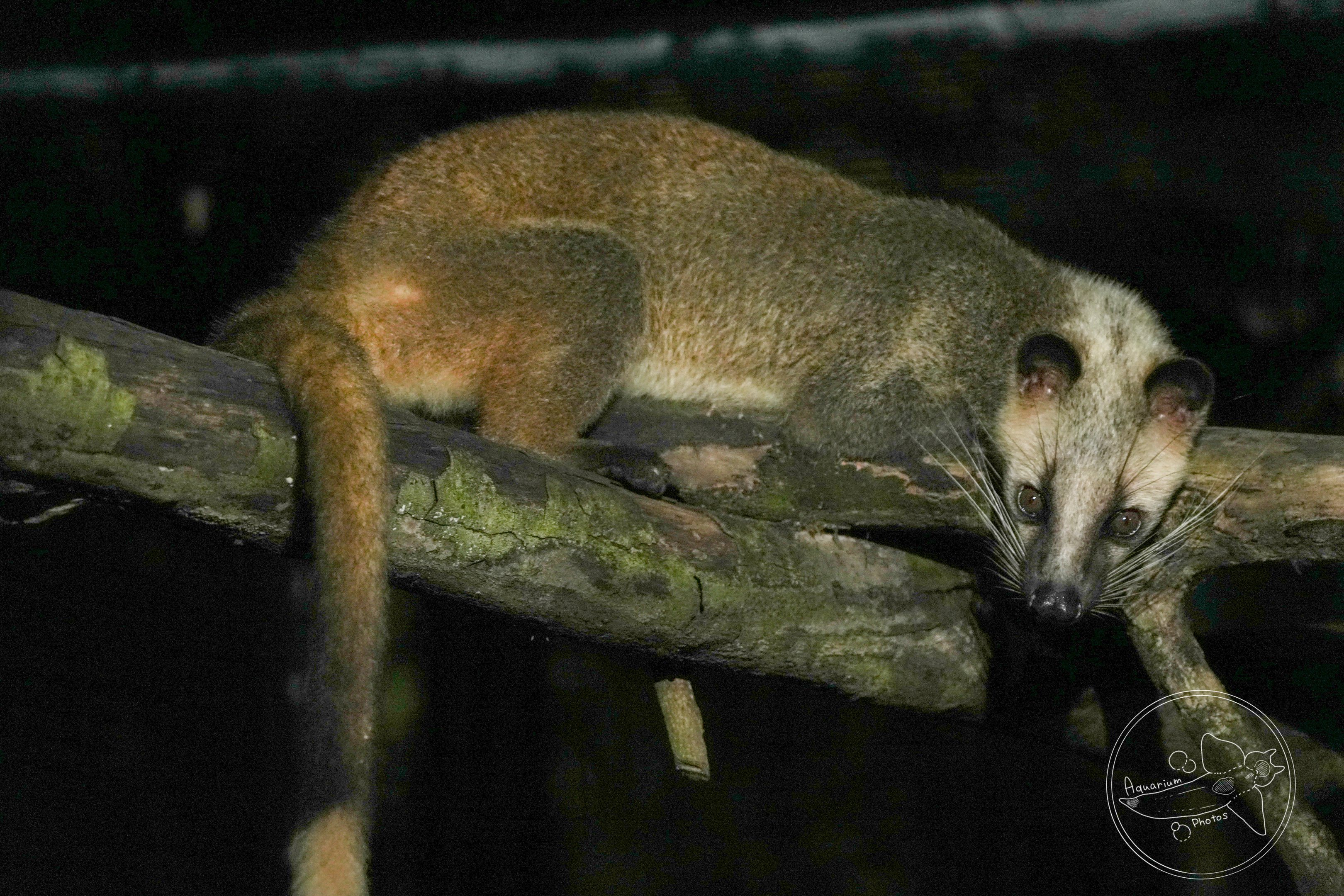 Subspecies ID? Masked palm civet (Paguma larvata)
