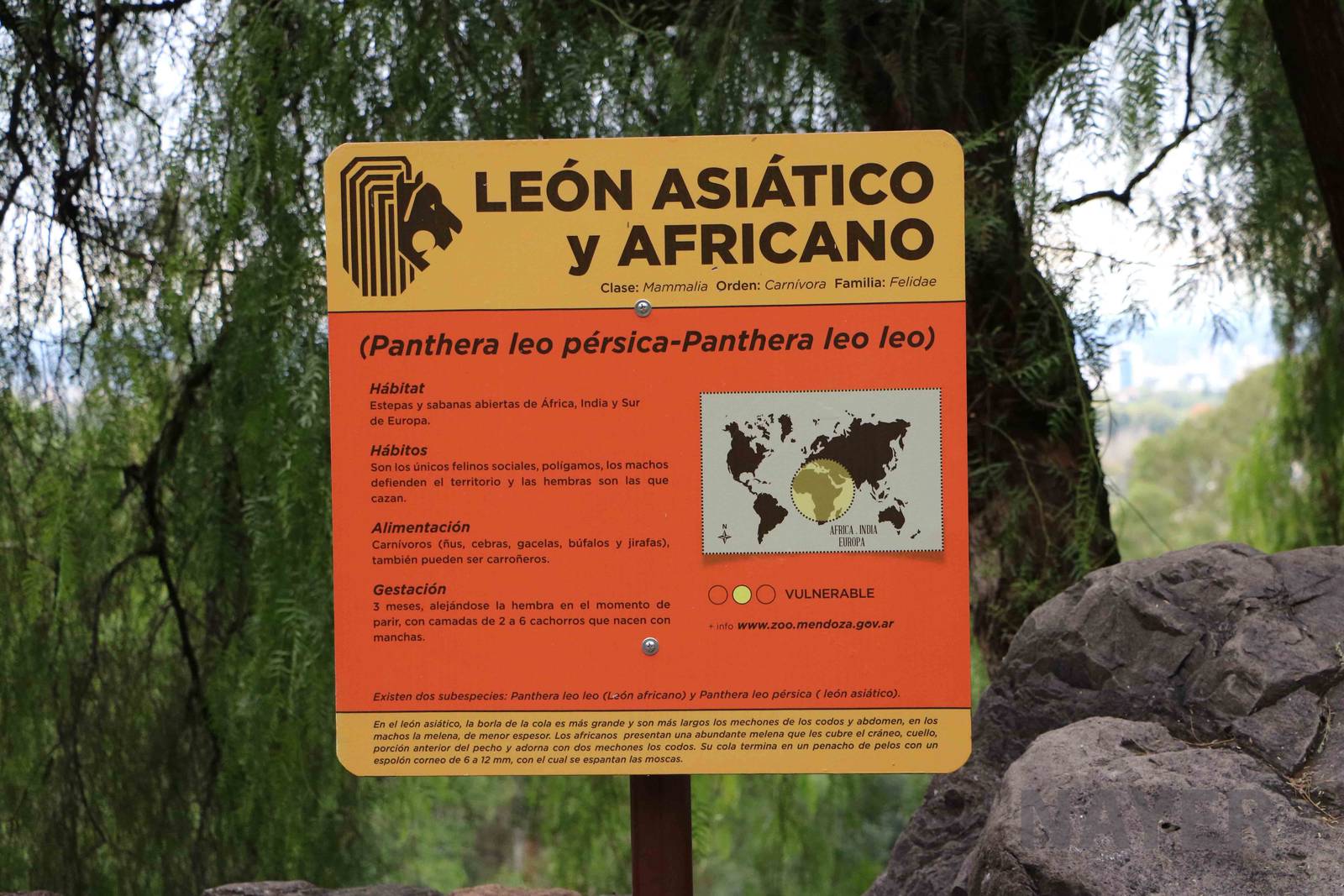 Subspecific lion sign (perhaps a bit confusing?) - Mendoza Zoo, April 2016