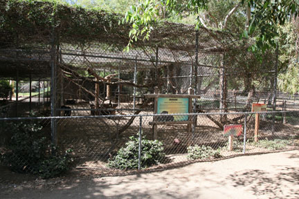 substandard jaguar enclosure