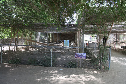 substandard tiger enclosure