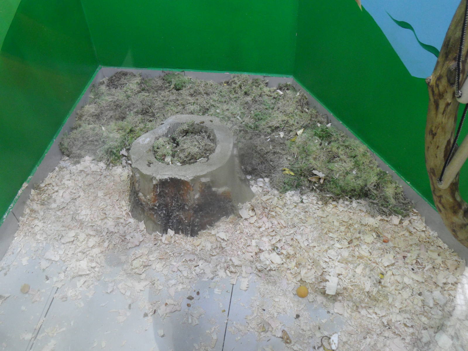 Substrate for squirrel monkey