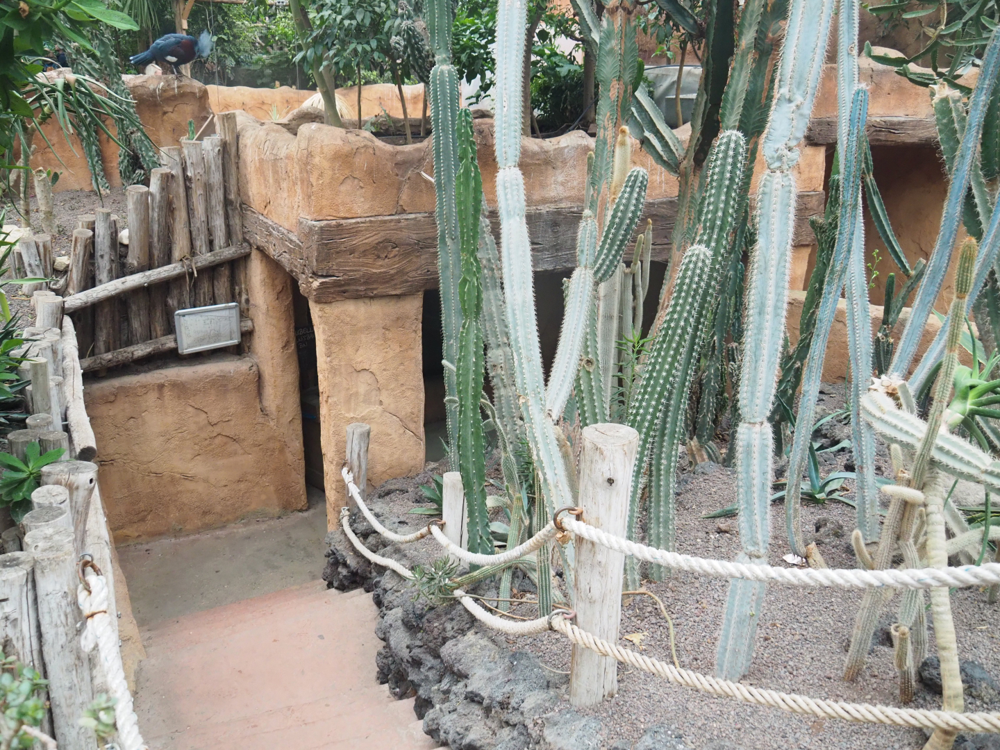Subterranean meerkat viewing area (Former Asian small-clawed otter underwater viewing area), 2022-09-14