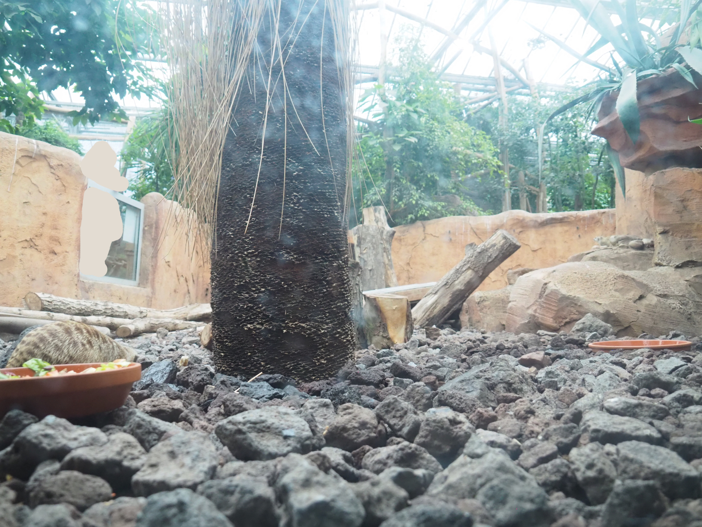 Subterranean view of meerkat exhibit, 2022-09-14