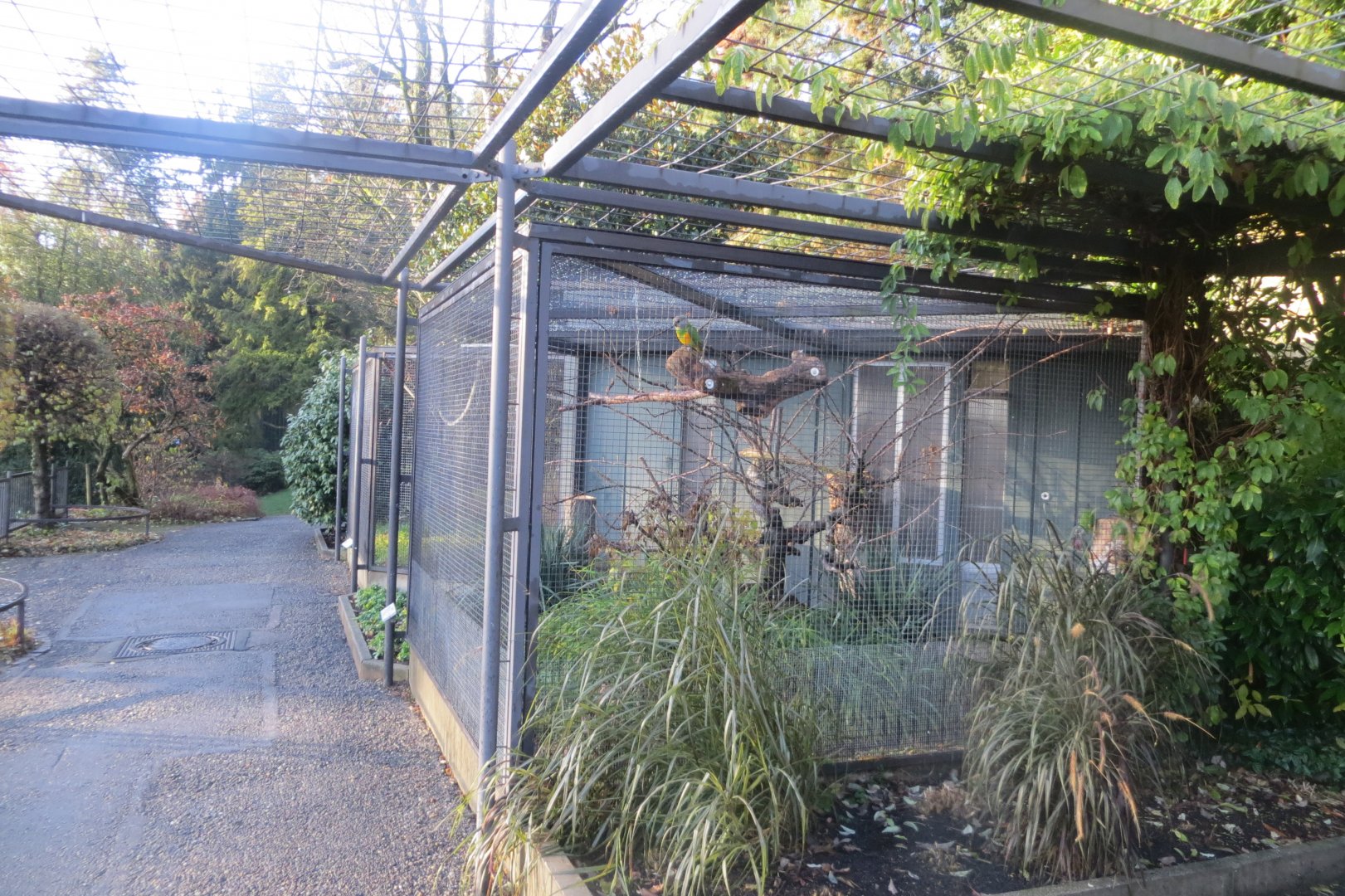 Subtropenterrassen - Aviaries 011218