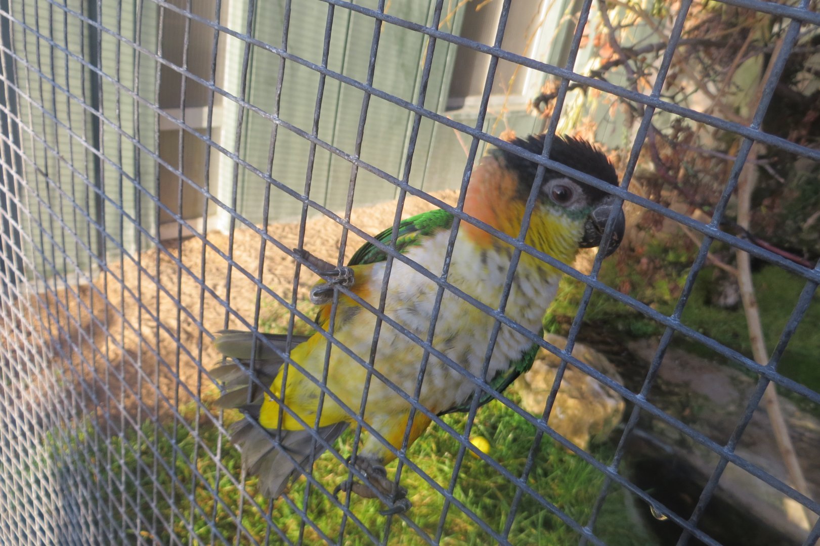 Subtropenterrassen - Black-headed parrot 011218