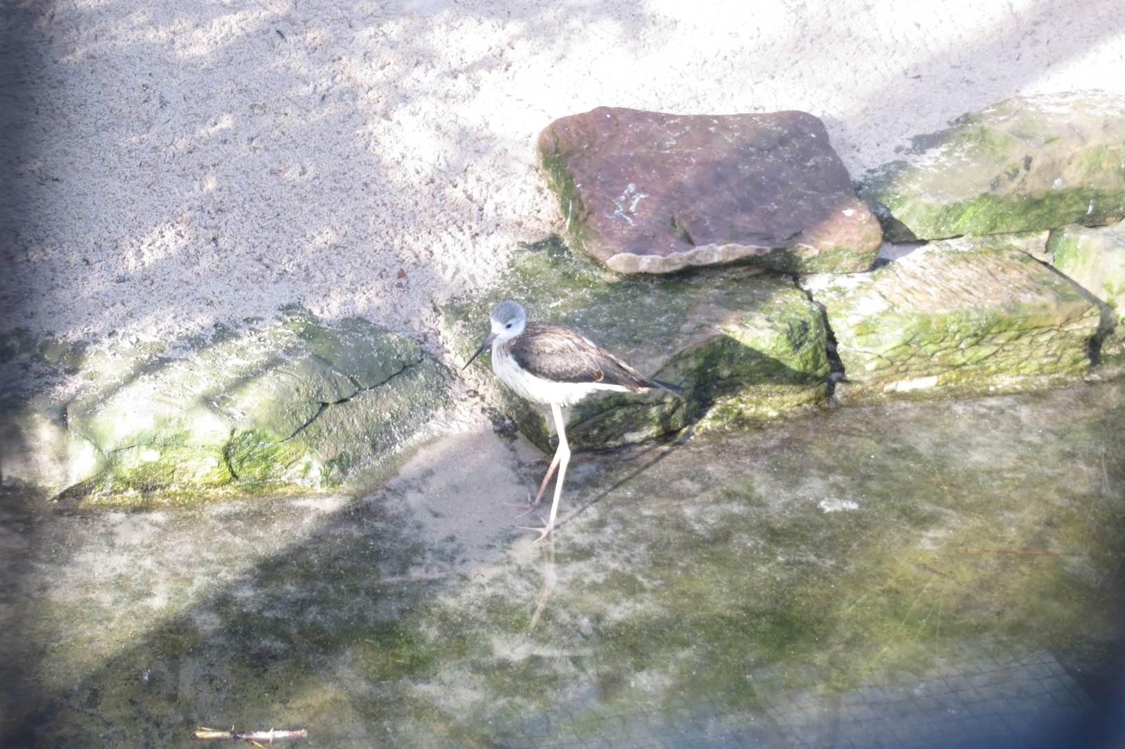 Subtropenterrassen - Black-winged stilt 011218
