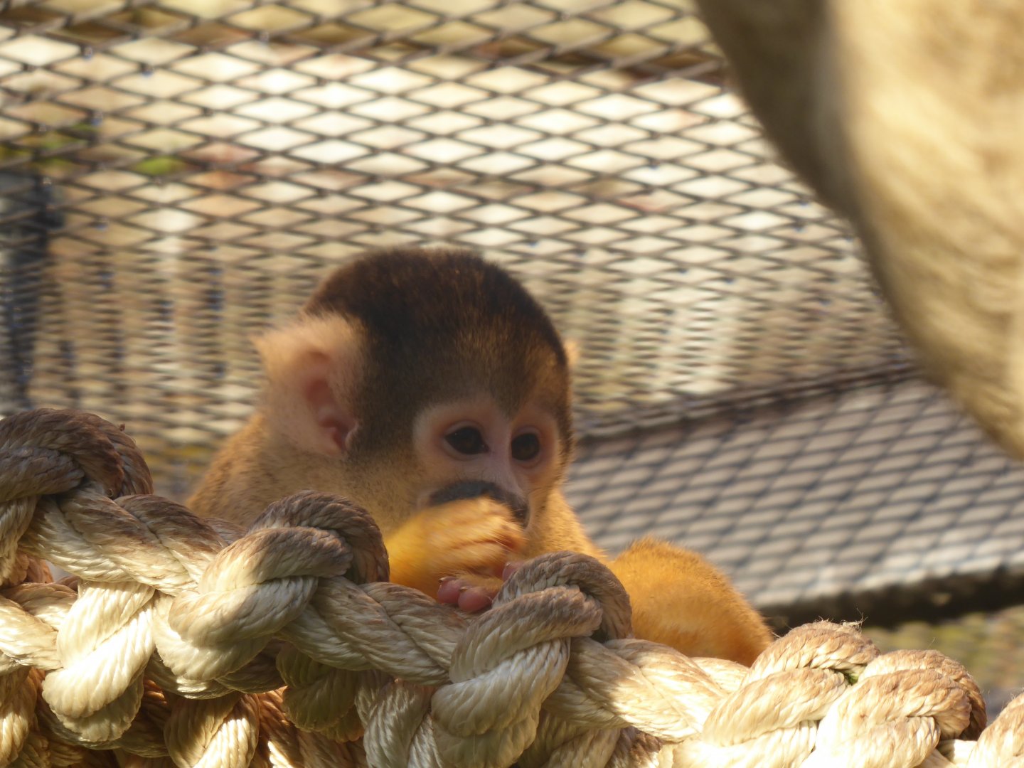 Subtropenterrassen - Bolivian squirrel monkey 011218