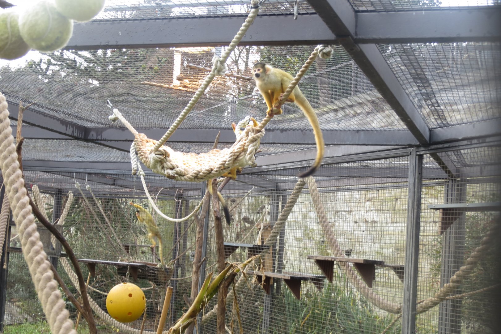 Subtropenterrassen - Common squirrel monkey 031218