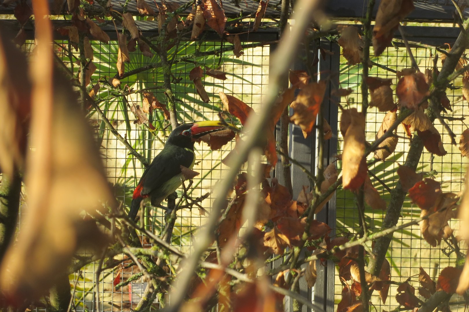 Subtropenterrassen - Green aracari 011218