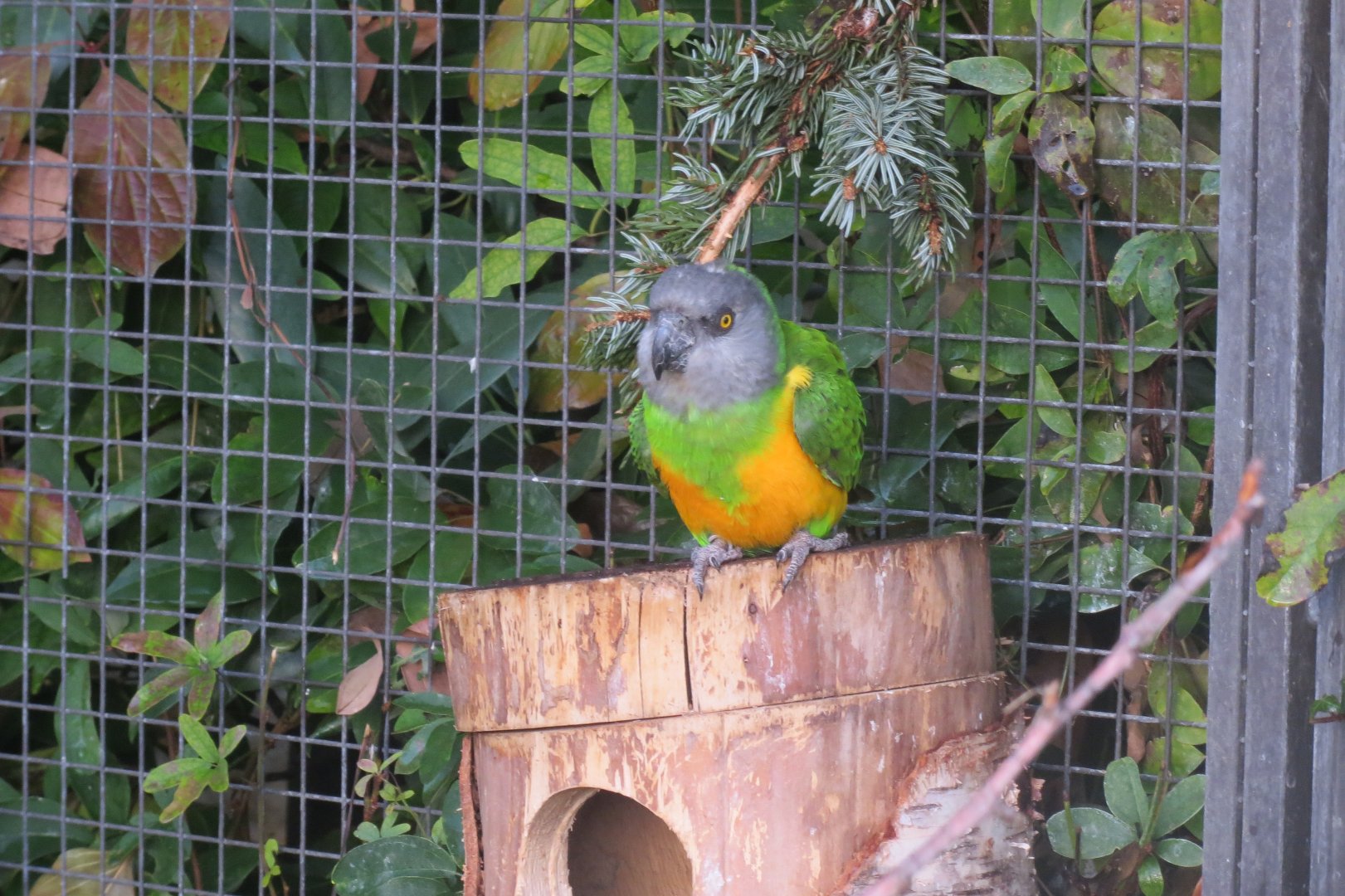 Subtropenterrassen - Senegal parrot 011218