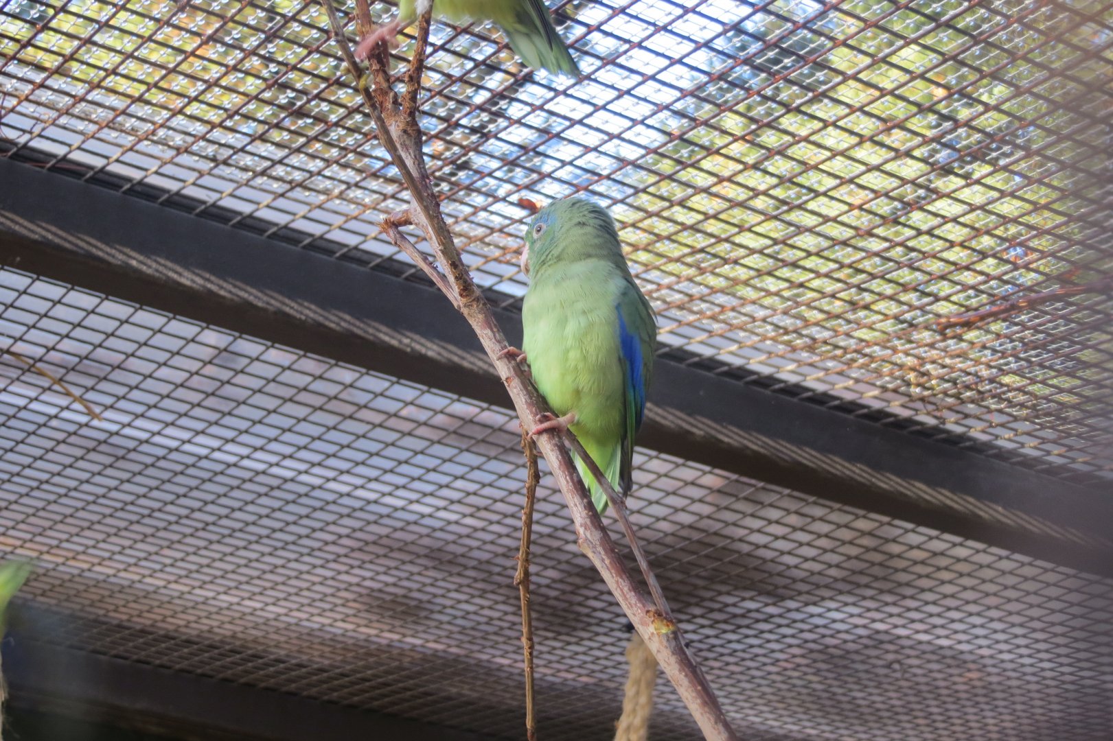 Subtropenterrassen - Spectacled parrotlet 011218