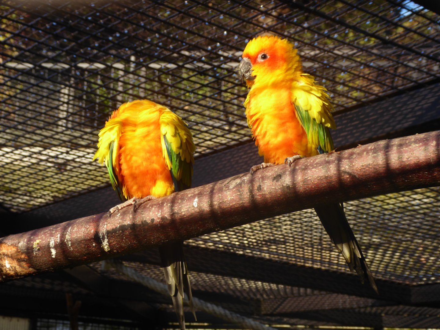 Subtropenterrassen - Sun conures 011218