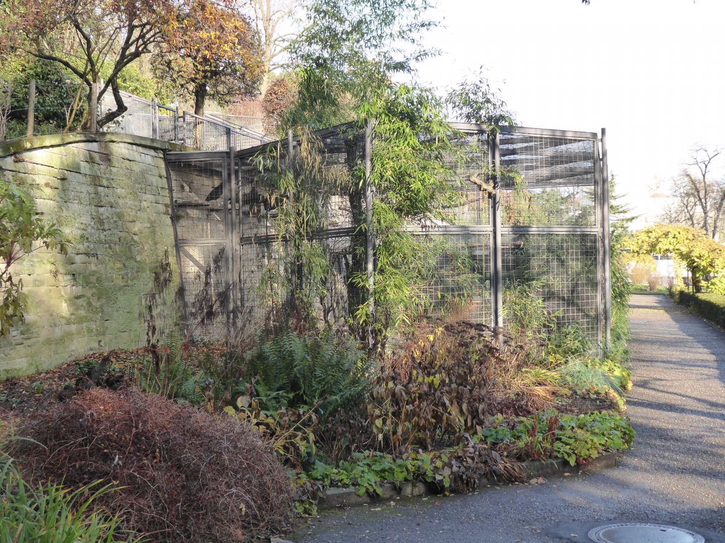 Subtropenterrassen - Waldrapp aviary 011218