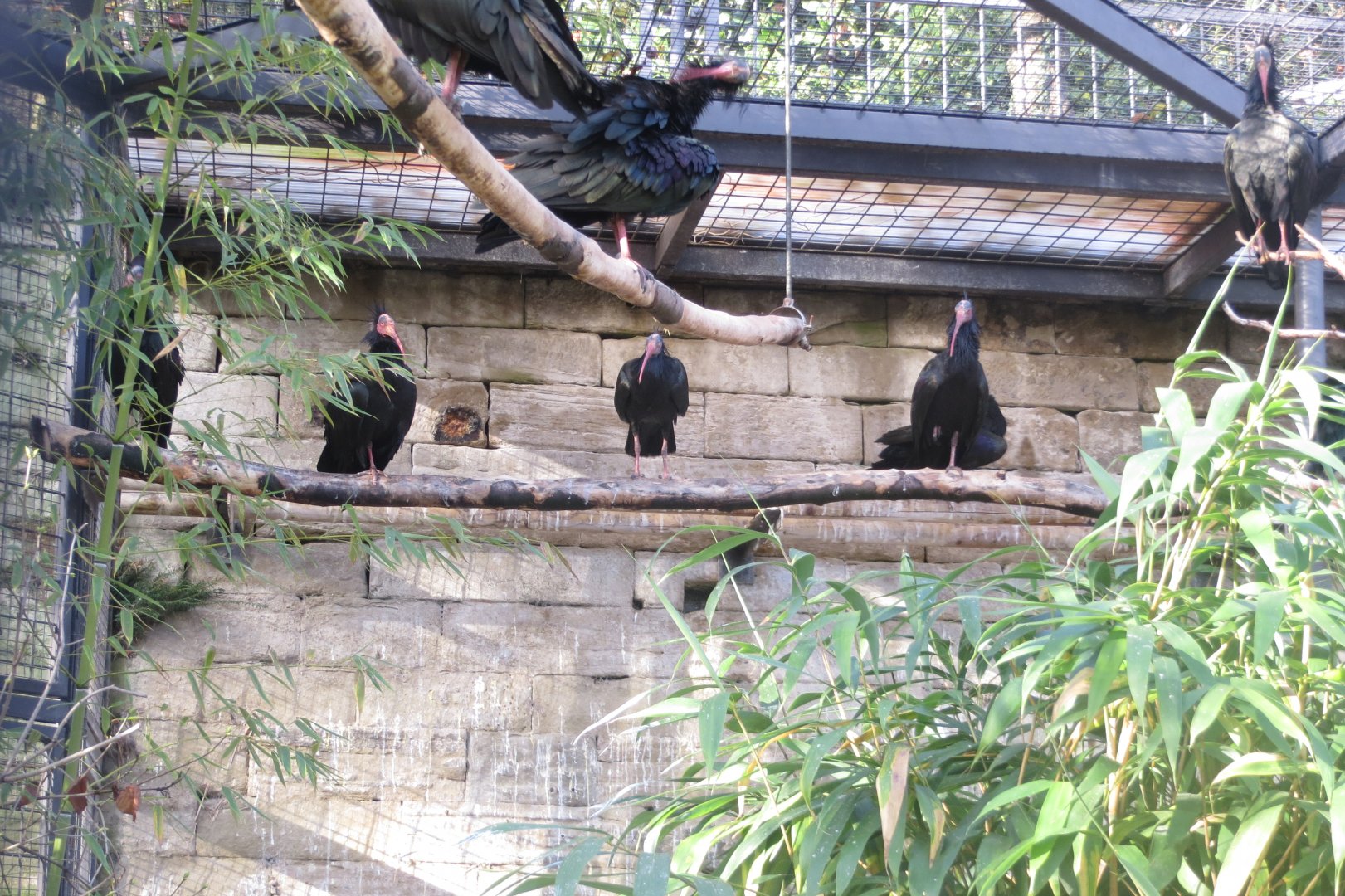 Subtropenterrassen - Waldrapps 011218