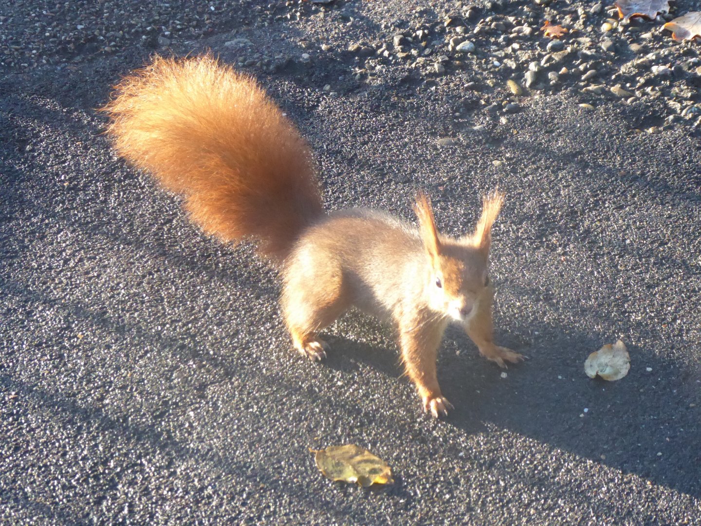 Subtropenterrassen - wild Eurasian red squirrel 011218