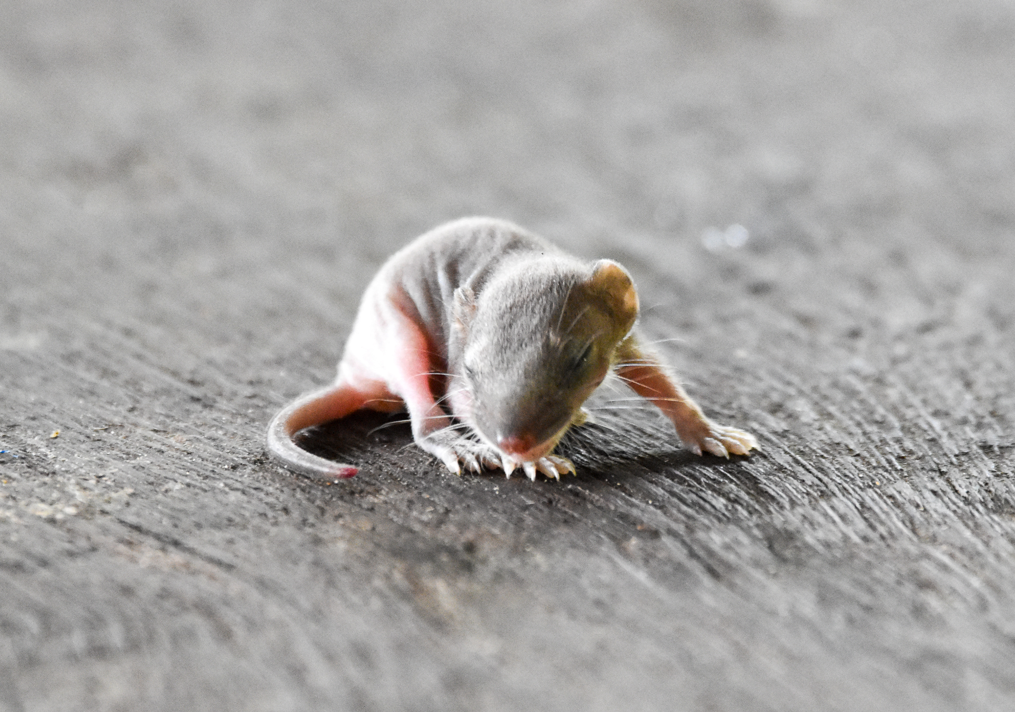 Subtropical Antechinus joey