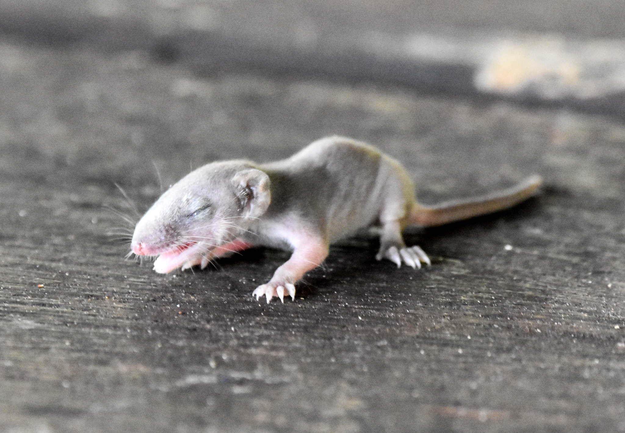 Subtropical Antechinus joey