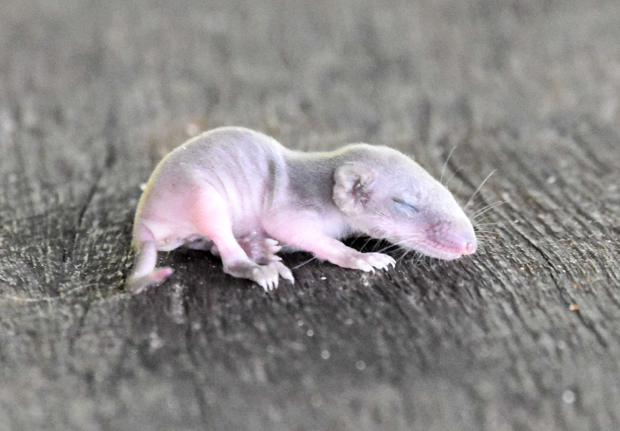 Subtropical Antechinus joey