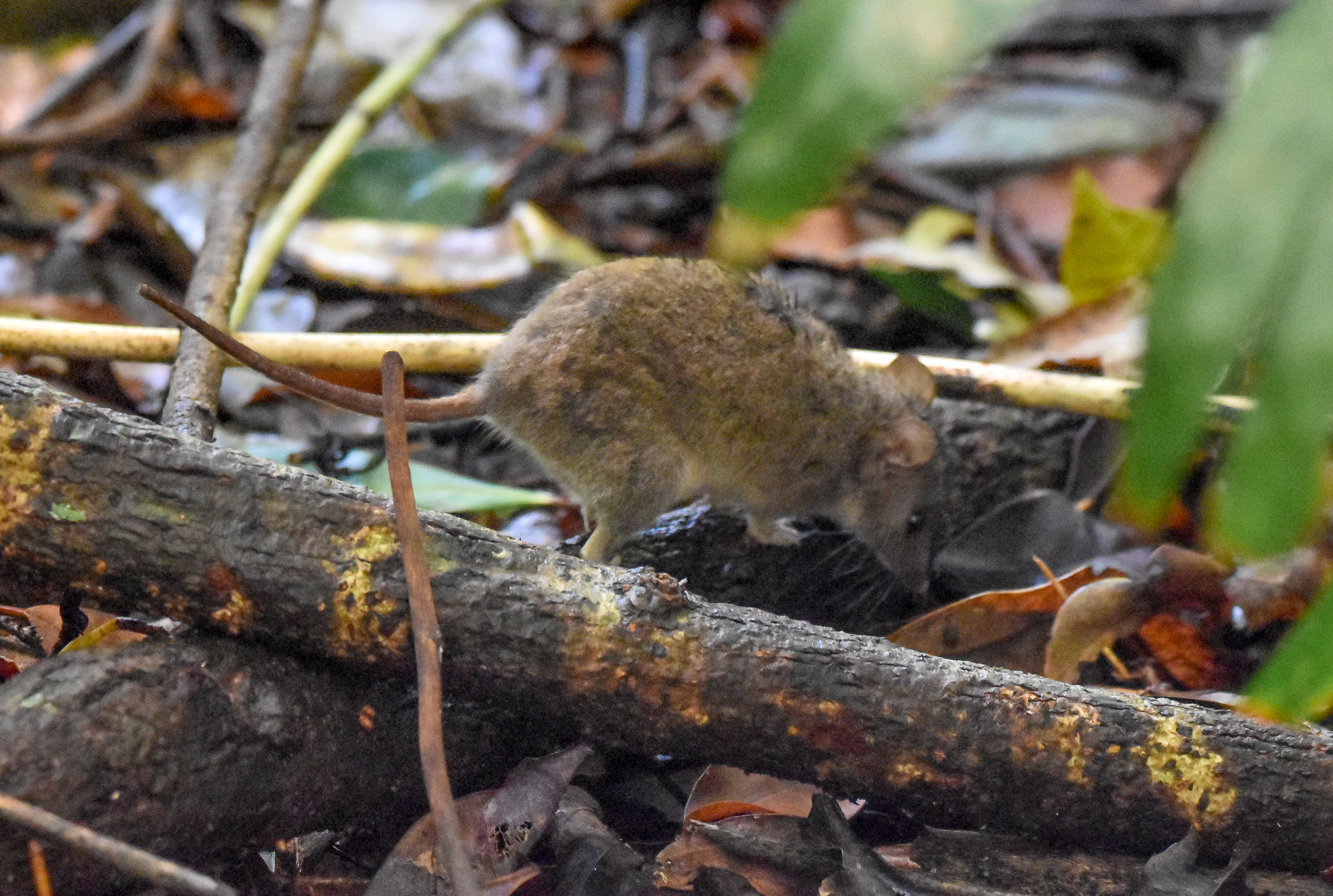 Subtropical Antechinus