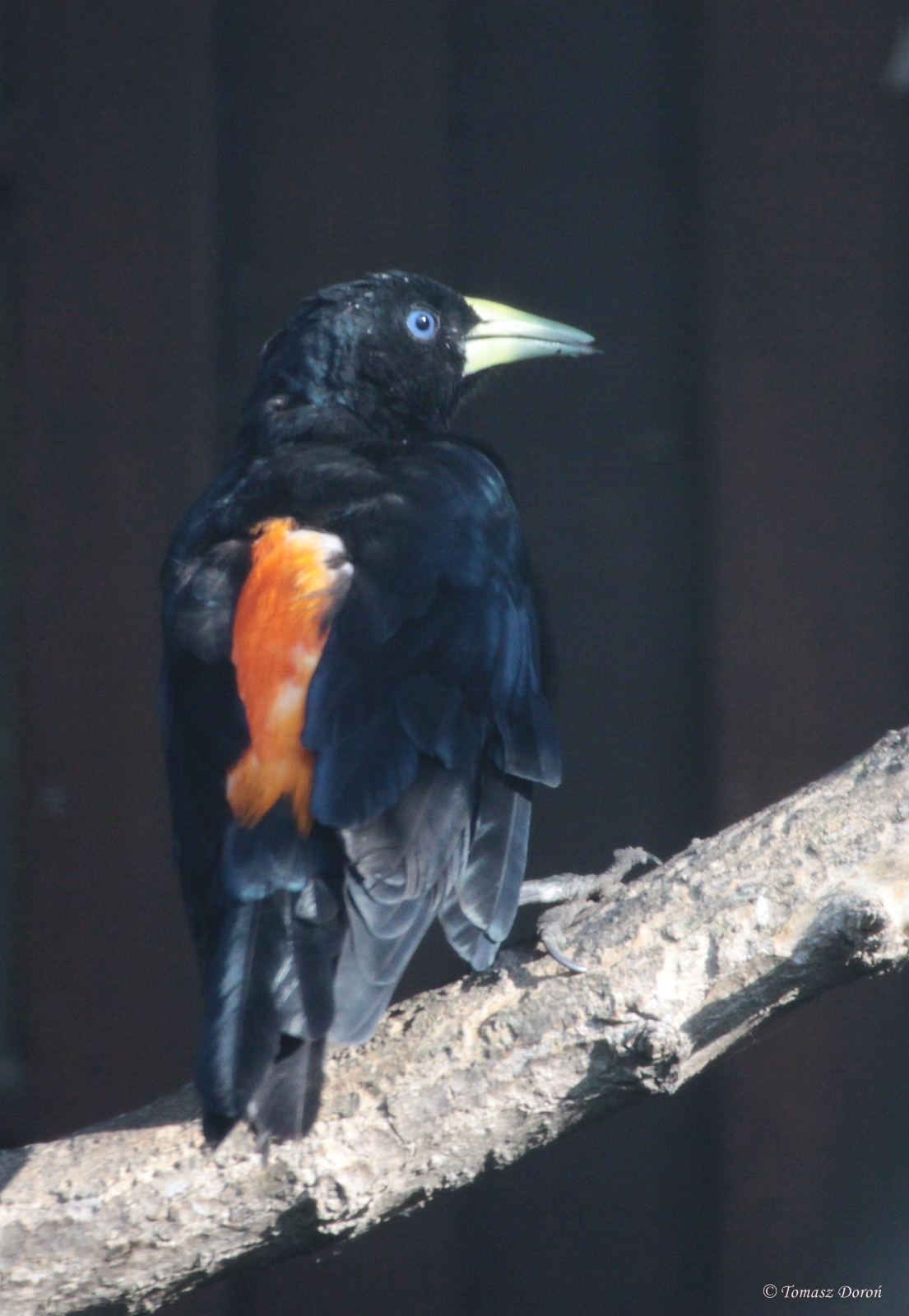 Subtropical Cacique (Cacicus uropygialis)