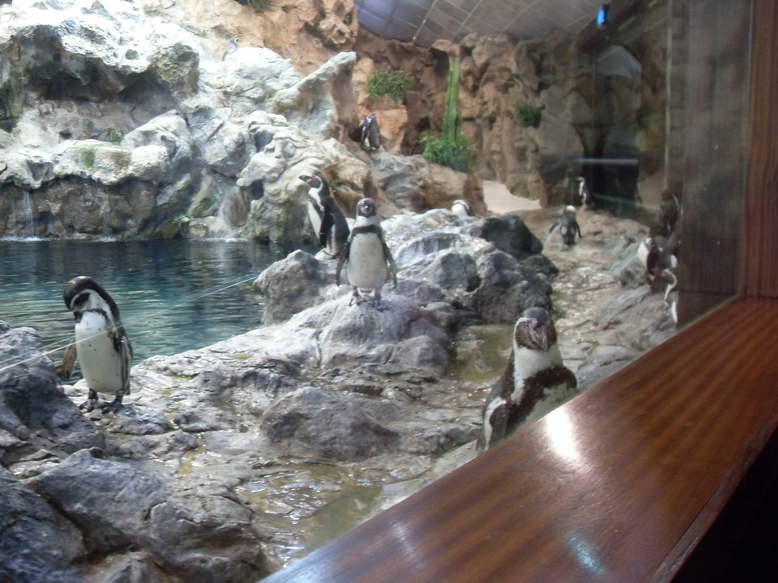 Subtropical Penguin Exhibit