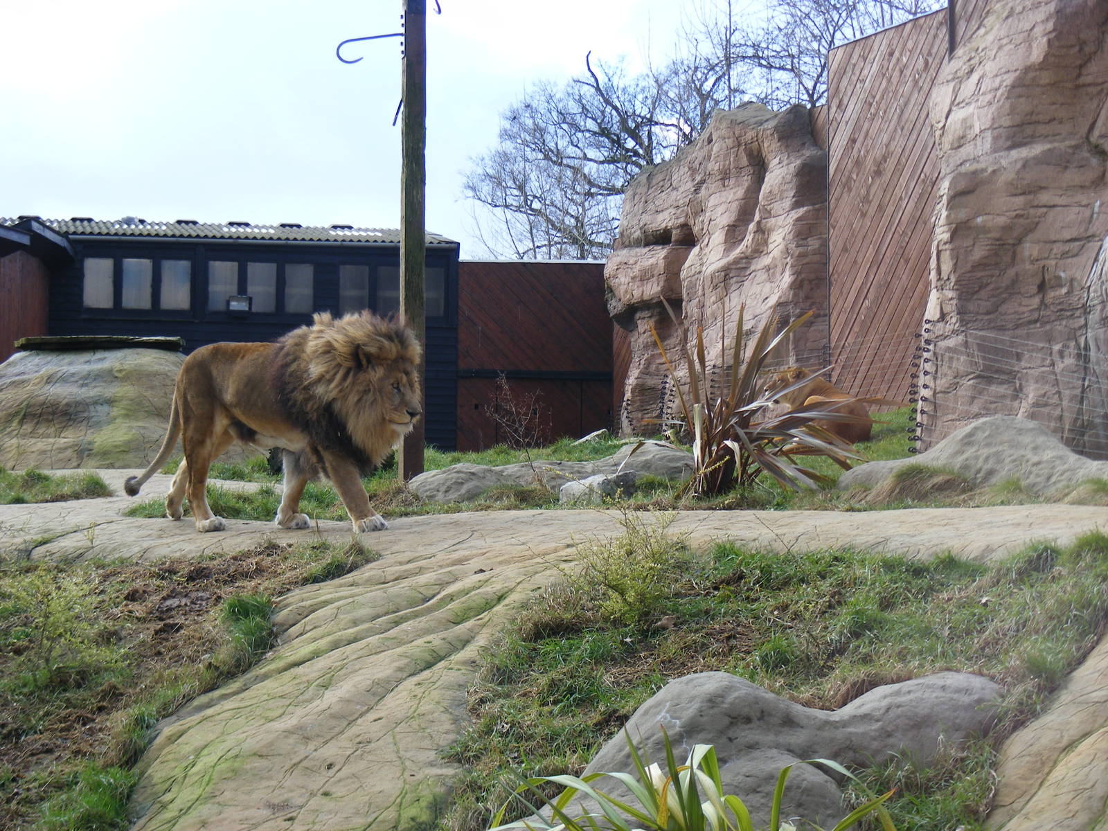 Subu and Leoni the African Lions in Lion Rock exhibit at Colchester Zoo, 13