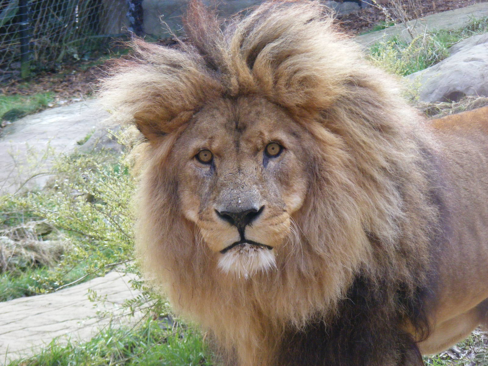 Subu the African Lion in Lion Rock exhibit at Colchester Zoo, 13 February 2
