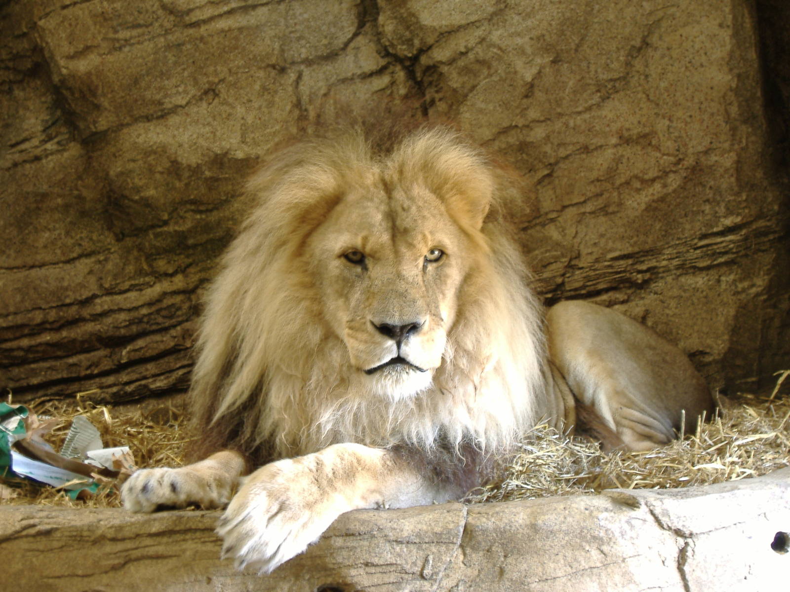 Subu the African lion in Lion Rock exhibit at Colchester Zoo, 28 August 200