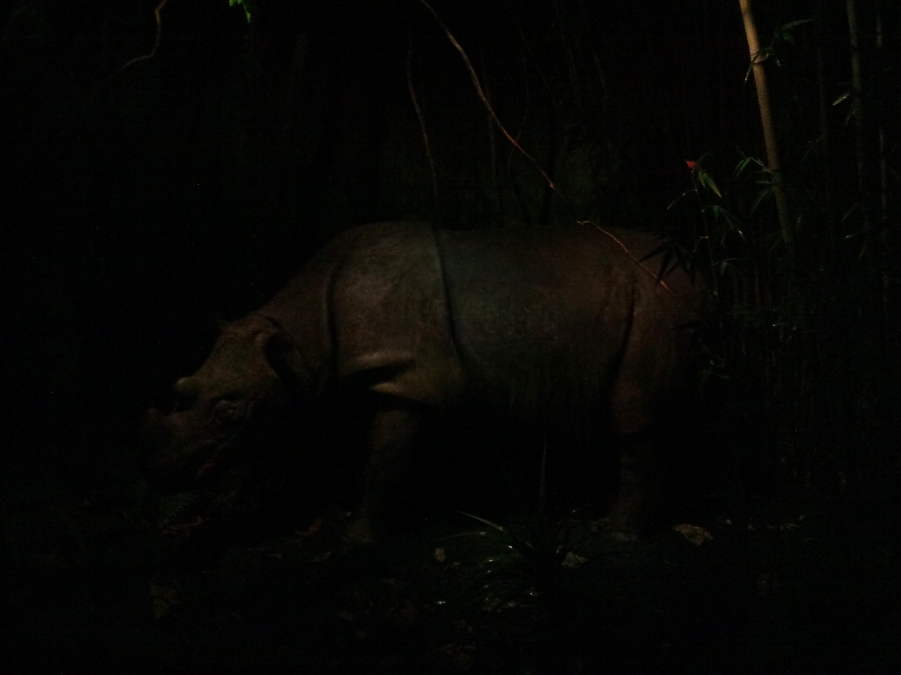 Subur the Sumatran rhino