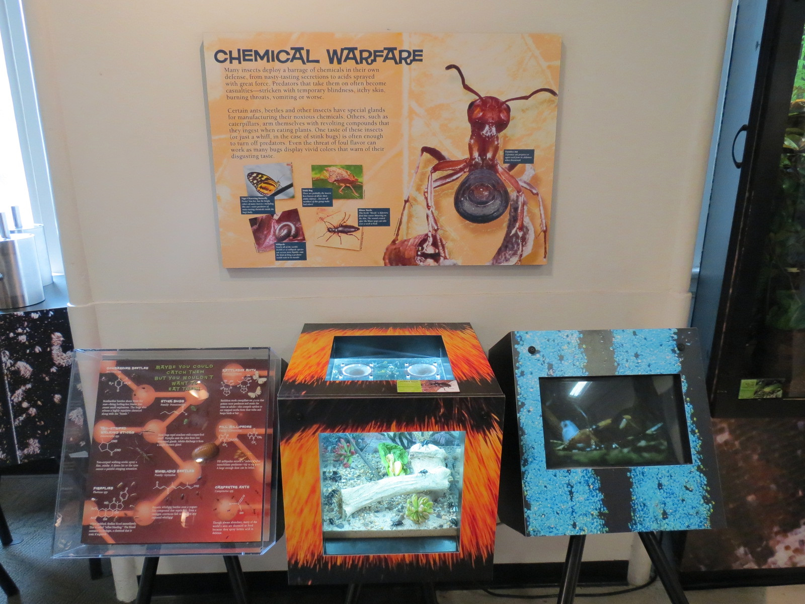 Success Stories Gallery - Darkling Beetle Exhibit