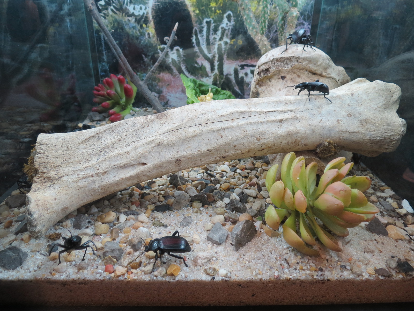 Success Stories Gallery - Darkling Beetle Exhibit
