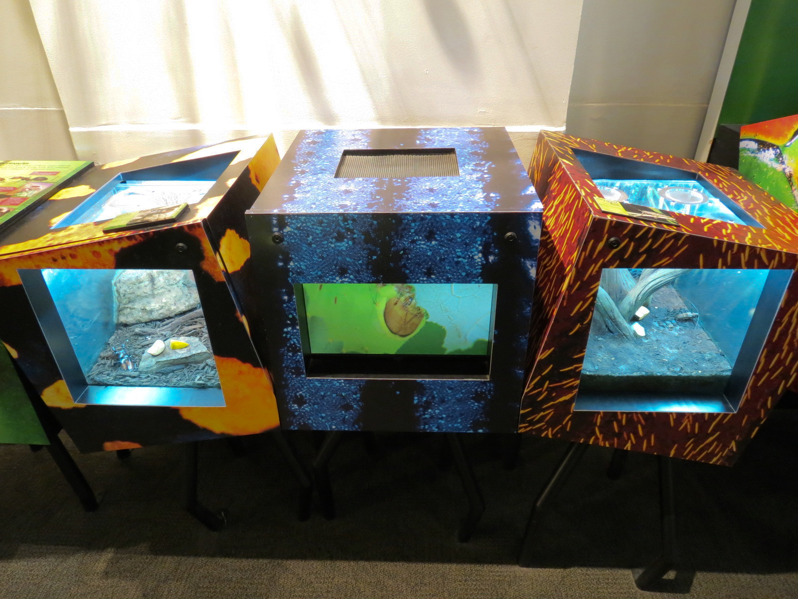 Success Stories Gallery - Deerhorn Stag Beetle and White-spotted Longhorn Beetle Exhibits