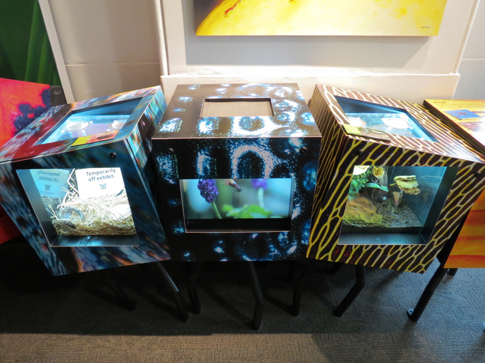 Success Stories Gallery - Flesh Fly and Giant Asian Mantis Exhibits