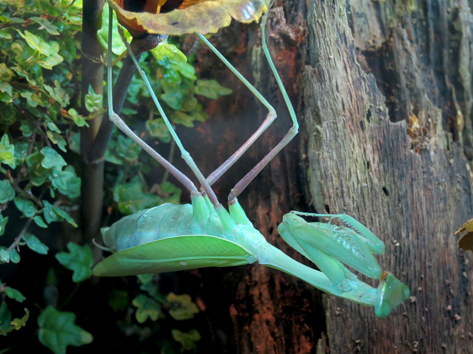 Success Stories Gallery - Giant Asian Mantis Exhibit