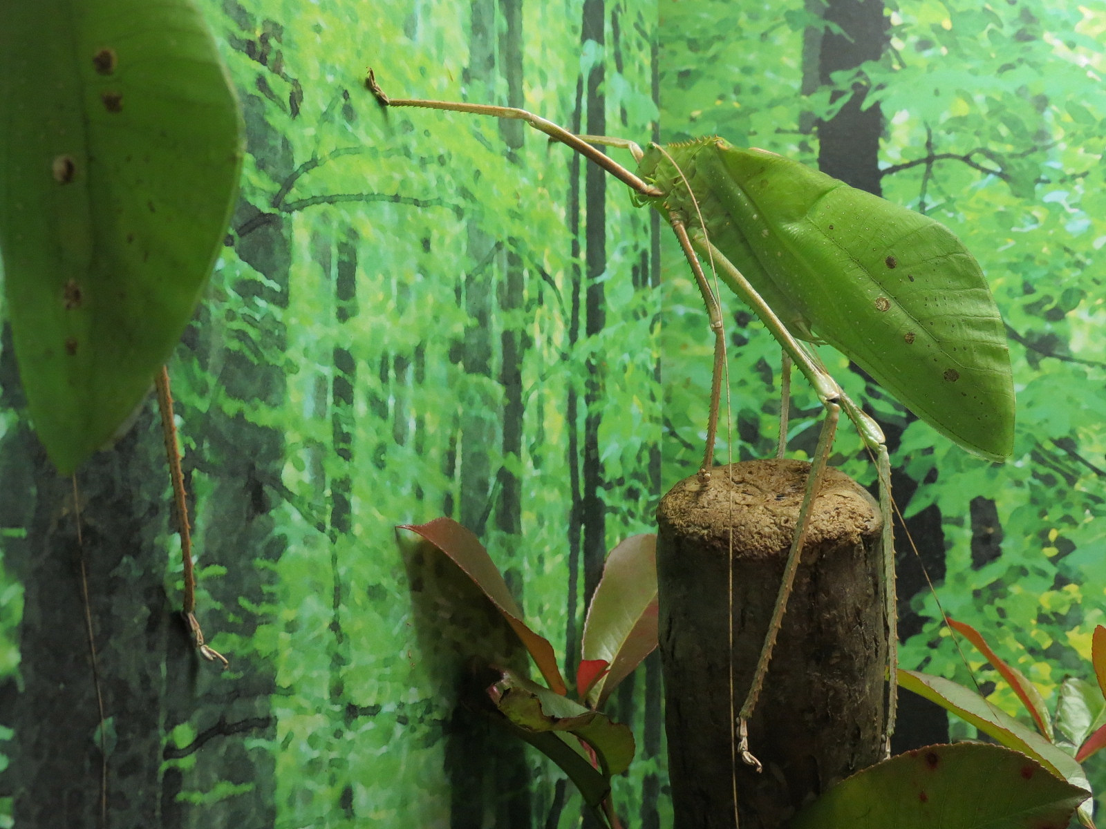 Success Stories Gallery - Giant Malaysian Katydid and Giant Prickly Stick Exhibit - Giant Malaysian Katydid