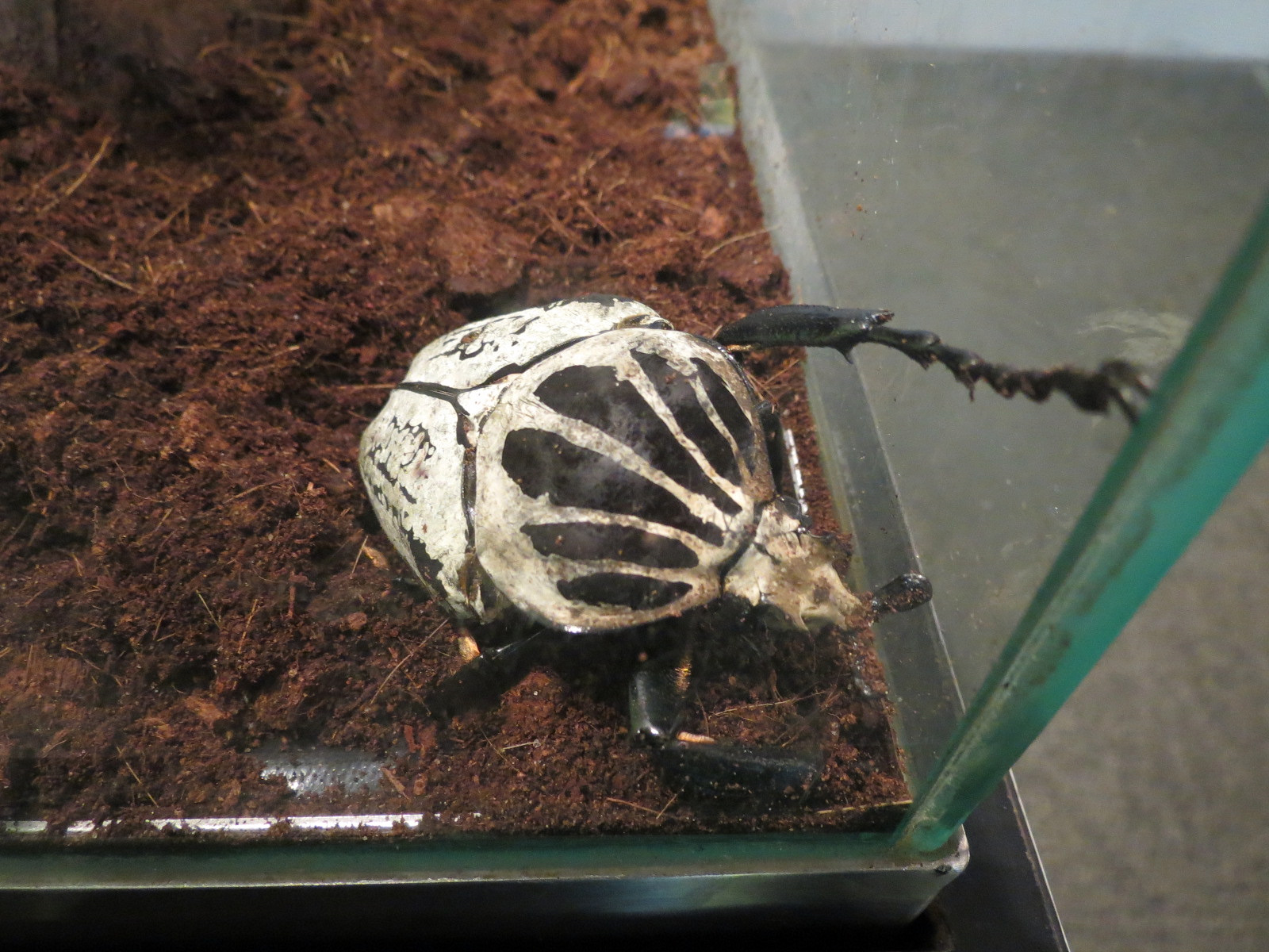 Success Stories Gallery - Goliath Beetle Exhibit