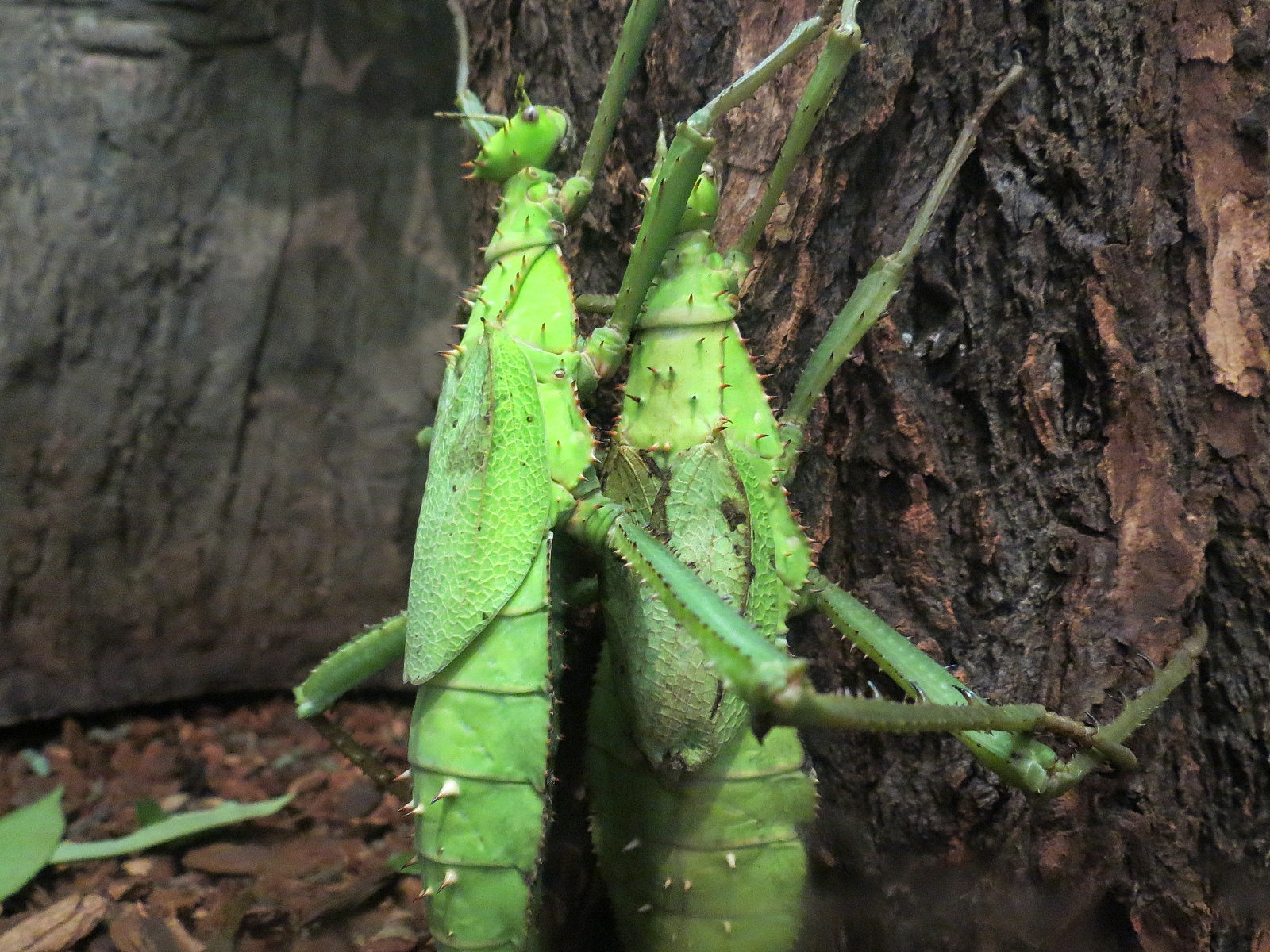 Success Stories Gallery - Jungle Nymph and Spiny Devil Walking Stick Exhibit - Jungle Nymph