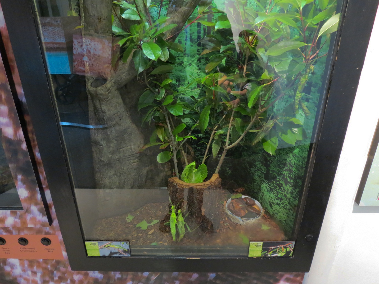 Success Stories Gallery - Jungle Nymph and Spiny Devil Walking Stick Exhibit