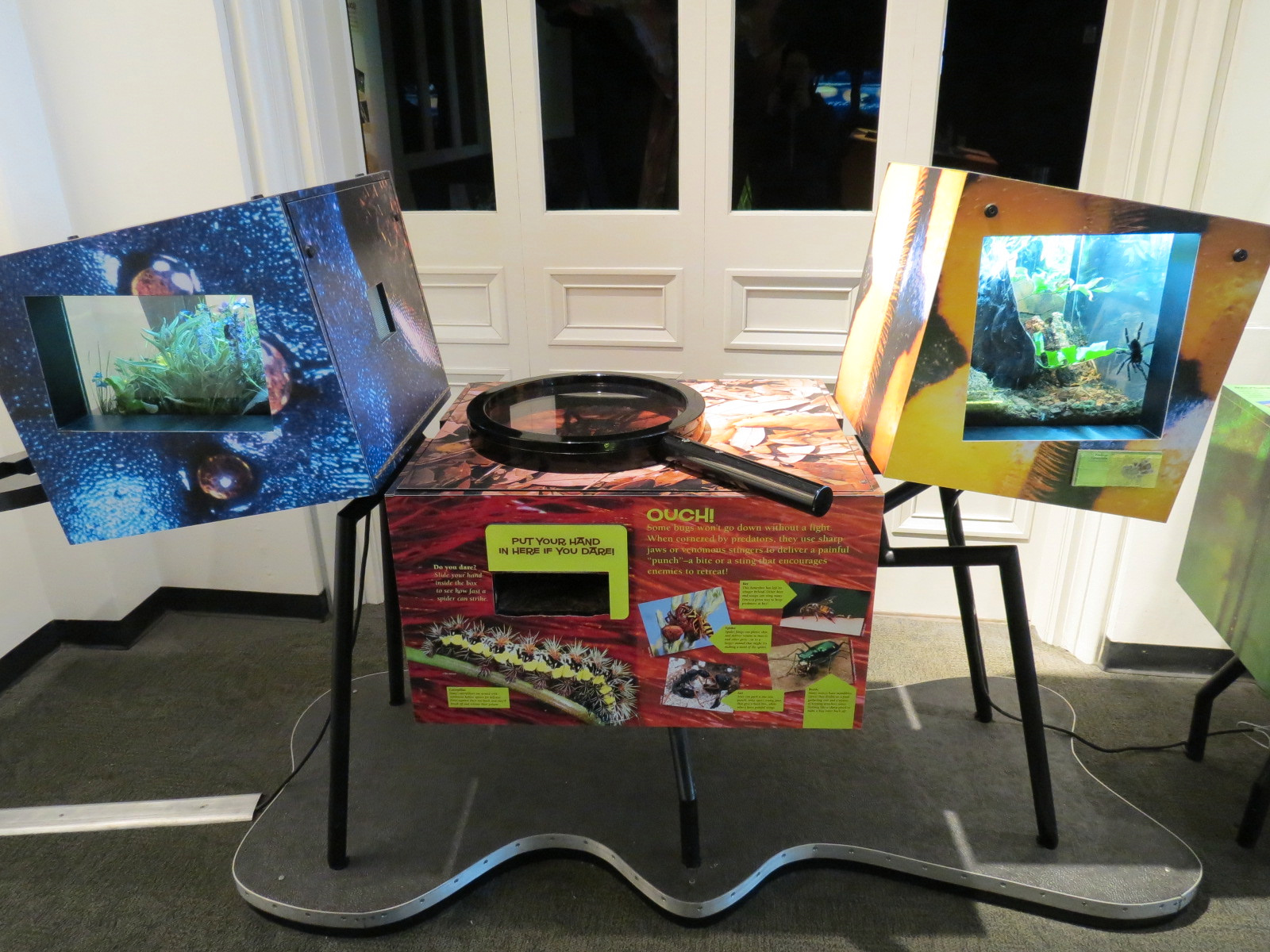 Success Stories Gallery - Pinktoe Tarantula and Empty Exhibits