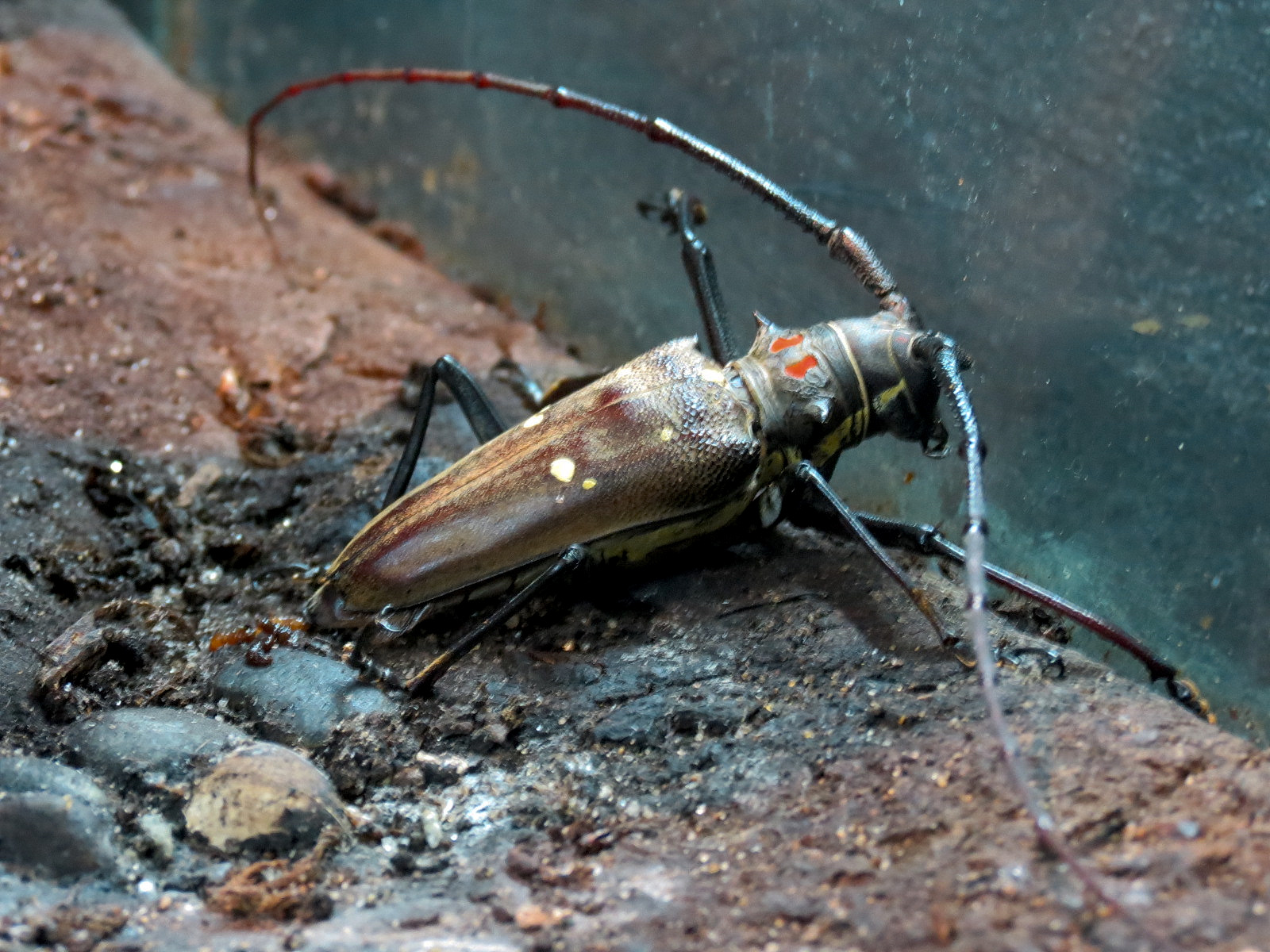 Success Stories Gallery - White-spotted Longhorn Beetle Exhibit