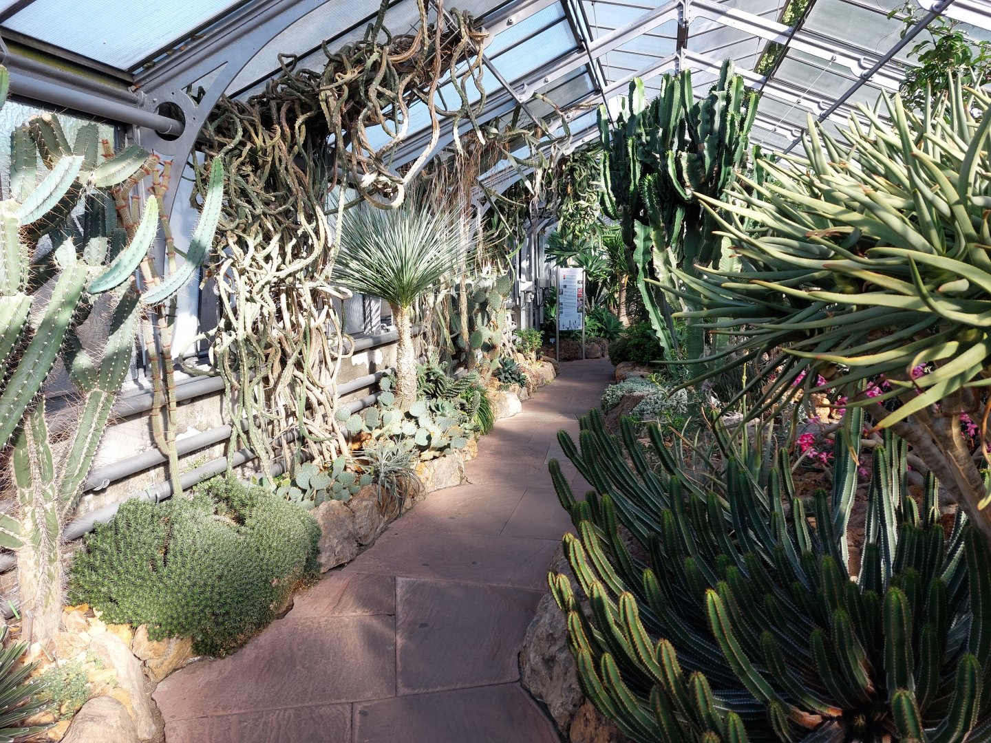 Succulent greenhouse